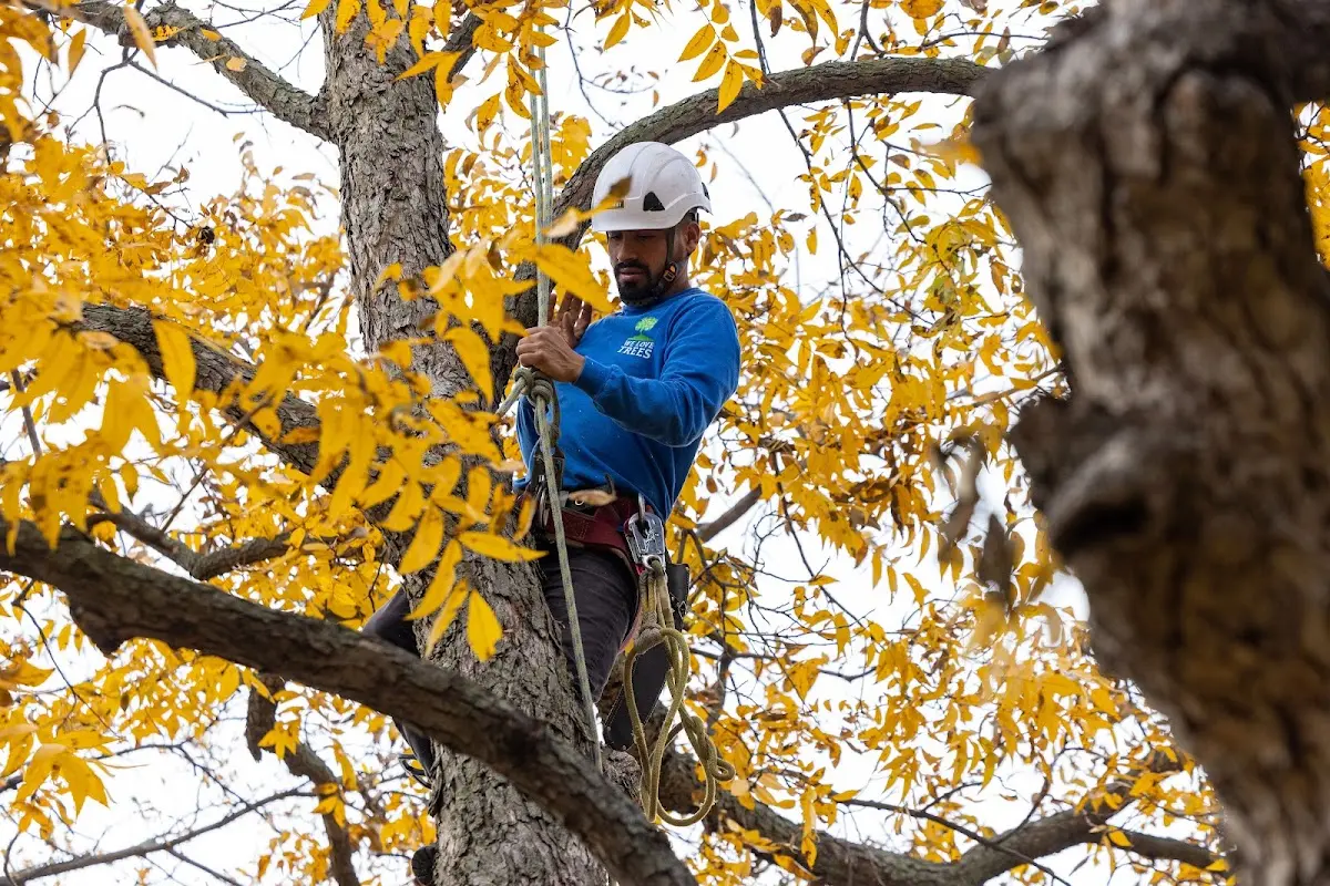 Skilled Tree Trimming crew working in Alpha